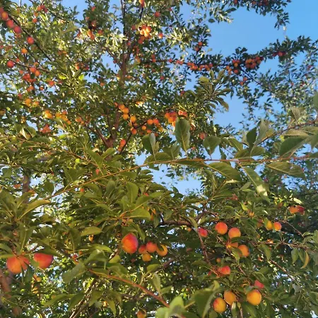 Mileva ゲストハウス 3*